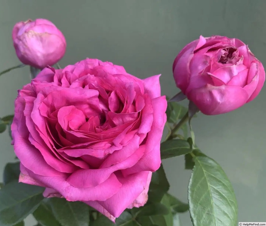 'Natalie Douglas' rose photo