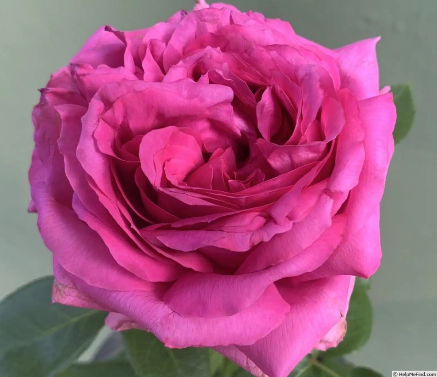 'Natalie Douglas' rose photo