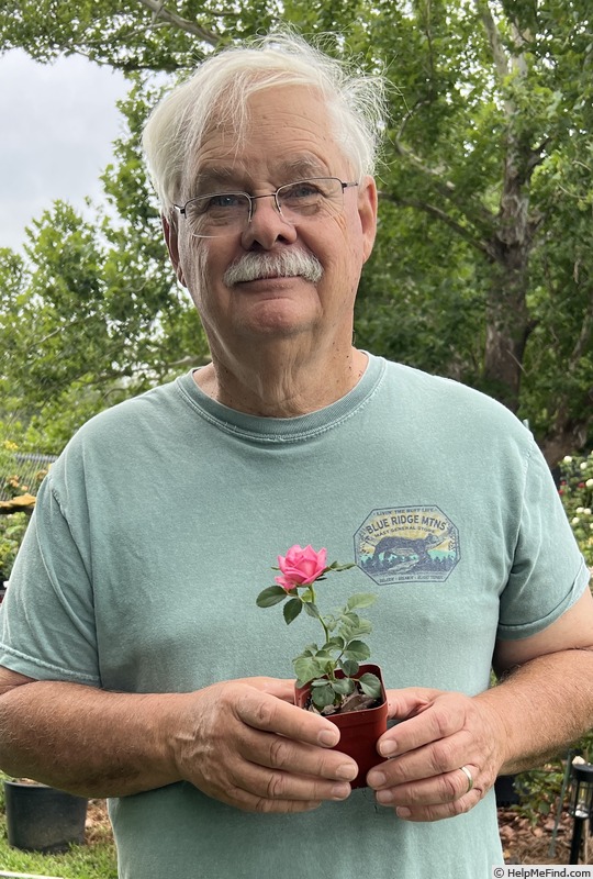 'Vincent' rose photo
