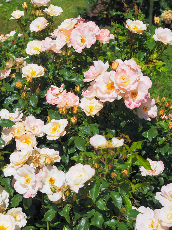 'Zauberhaft (floribunda, Proll/Kordes, 2013/24)' rose photo