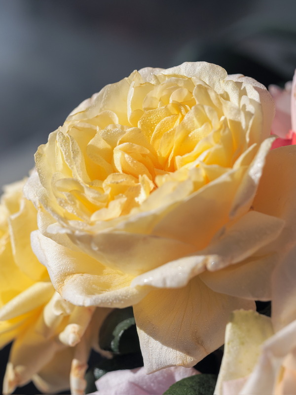 'Moonlight Romantica ®' rose photo
