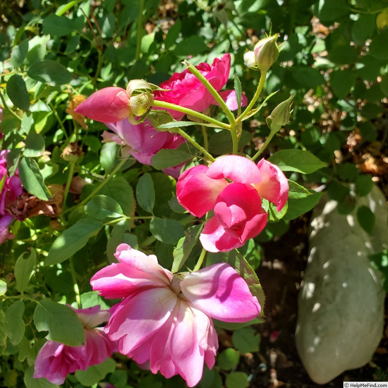 'Sultry Night ™' rose, click to enlarge 'Sultry Night ™' rose photo