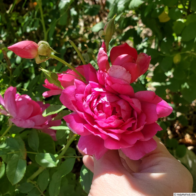 'Sultry Night ™' rose, click to enlarge 'Sultry Night ™' rose photo