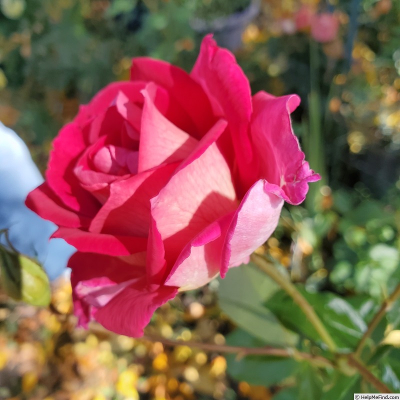 'Mauvelous' rose photo