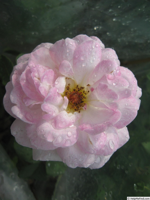 'Bellissimo Mum' rose photo