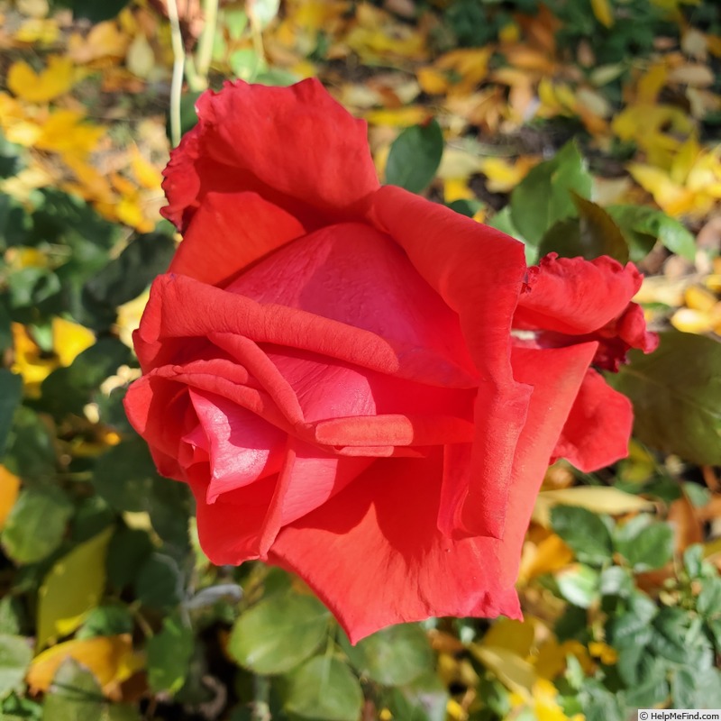 'Dolly Parton' rose photo