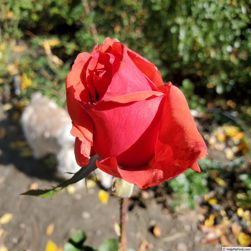 'Arkansas (hybrid tea, Weeks, 1980)' rose photo