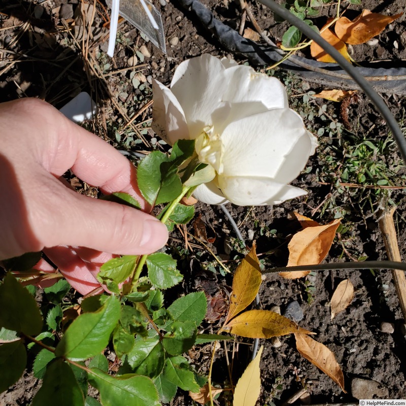 'Smooth Talk' rose photo