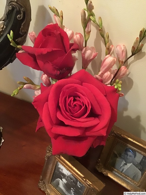 'Kentucky Derby' rose photo