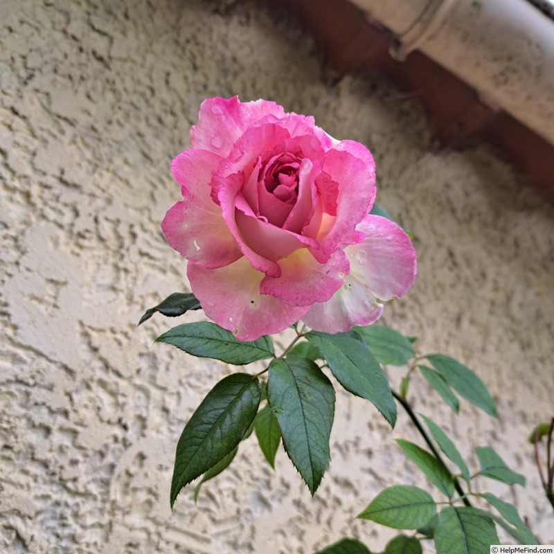 'Borneo Odore Clg' rose photo