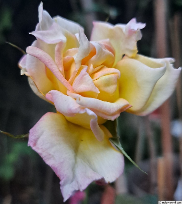 'Flame Origami ®' rose photo