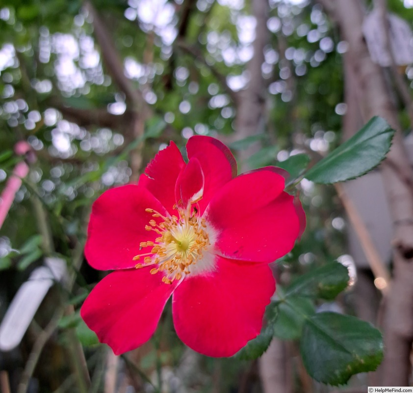 'Candia Meillandécor ®' rose photo