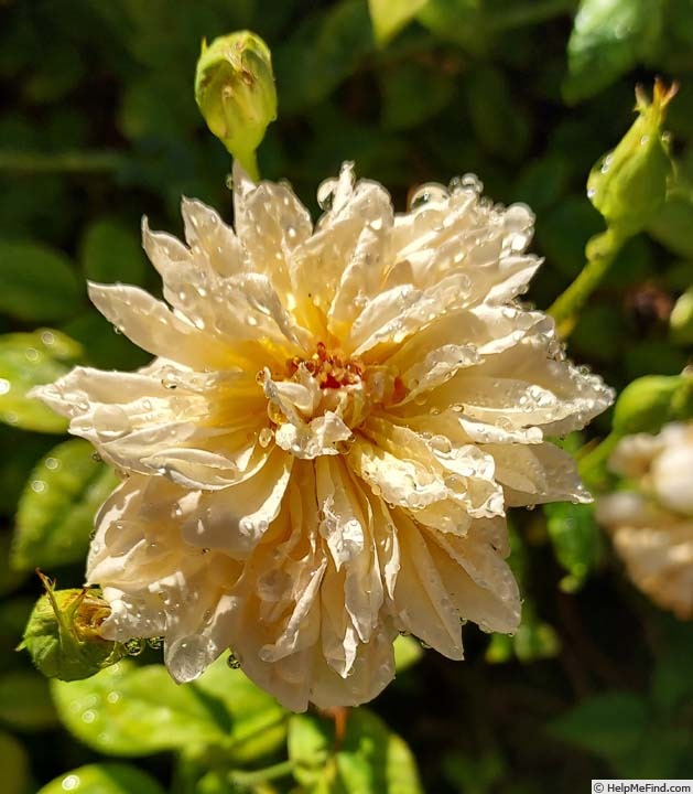'RENFAWOLGHHERXWAR' rose photo