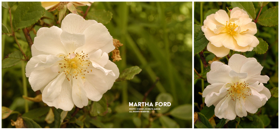 'Martha Ford' rose photo