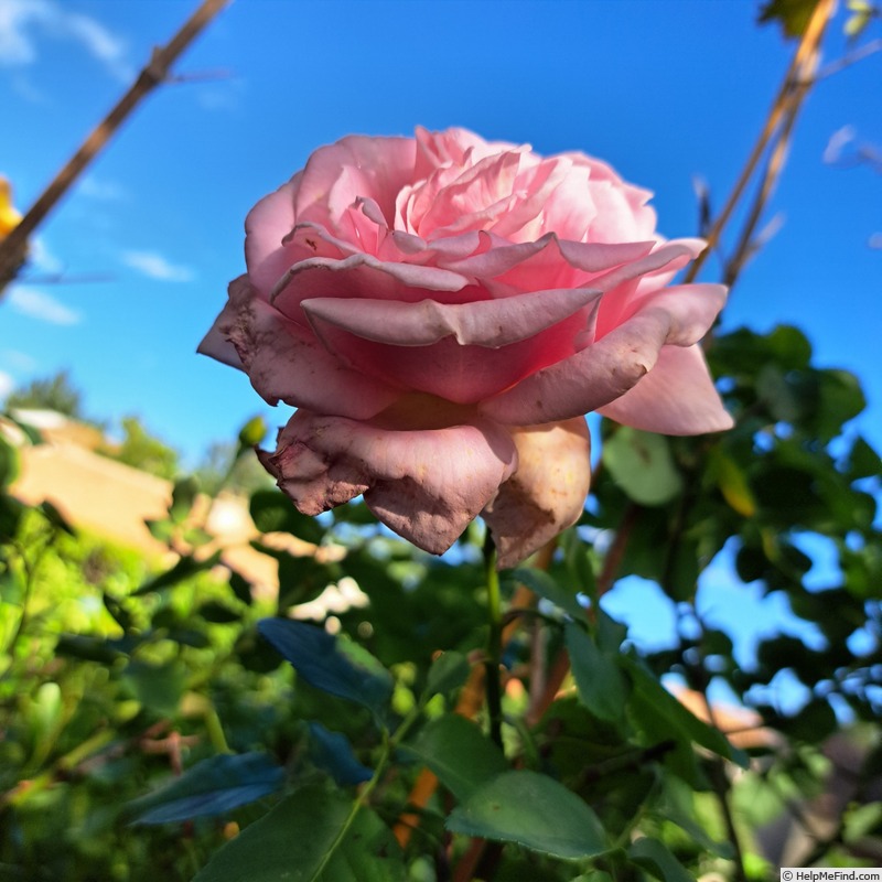 'Frederic Mistral ®' rose, click to enlarge 'Frederic Mistral ®' rose photo