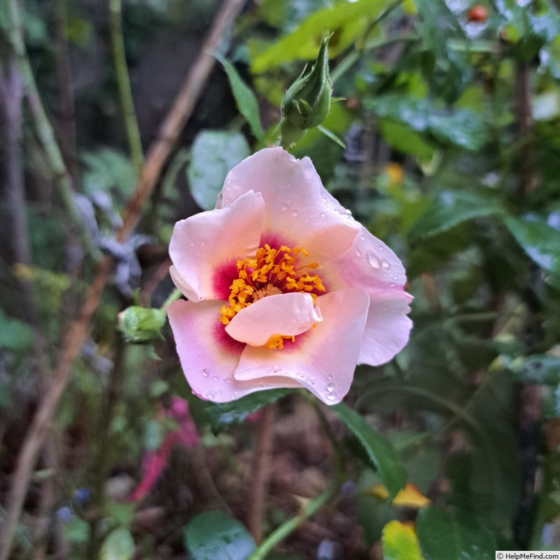 'See You in Red ®' rose, click to enlarge 'See You in Red ®' rose photo