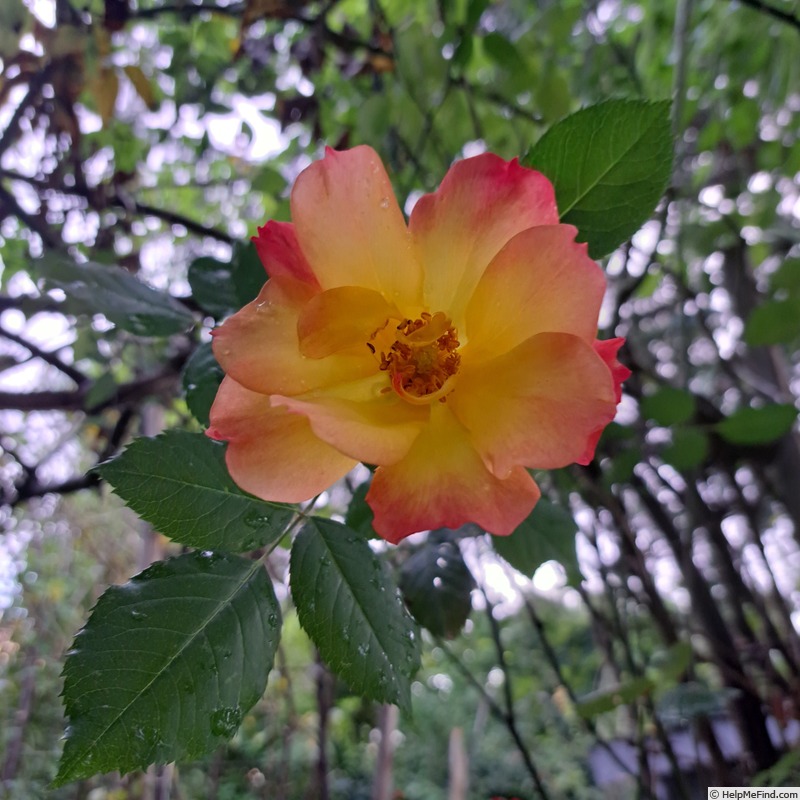 'Summer of Love ® (floribunda, Kordes 2017)' rose, click to enlarge 'Summer of Love ® (floribunda, Kordes 2017)' rose photo