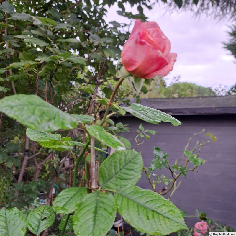 'Château de Canon®' rose, click to enlarge 'Château de Canon®' rose photo