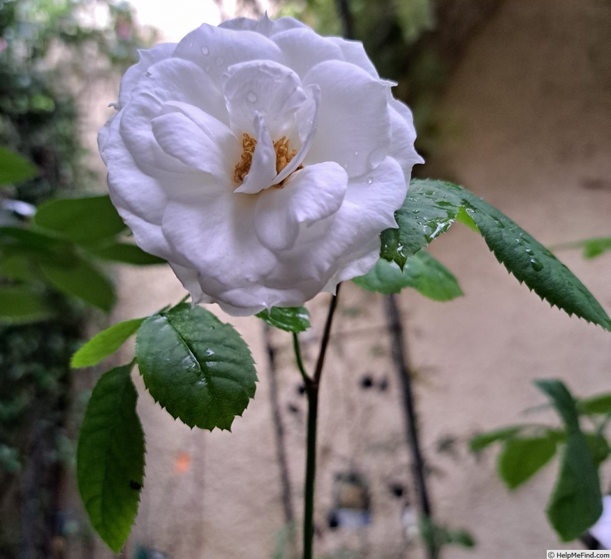 'Baby Iceberg' rose photo