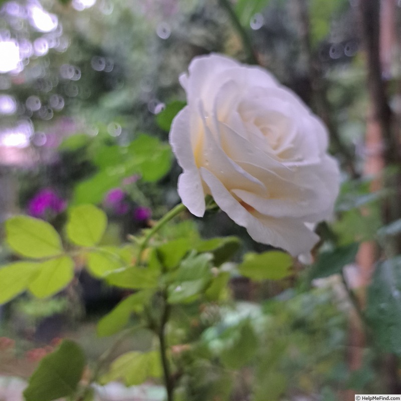 'Midsummersnow ®' rose, click to enlarge 'Midsummersnow ®' rose photo