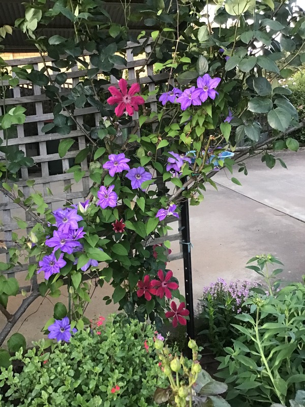 'Allanah' clematis photo