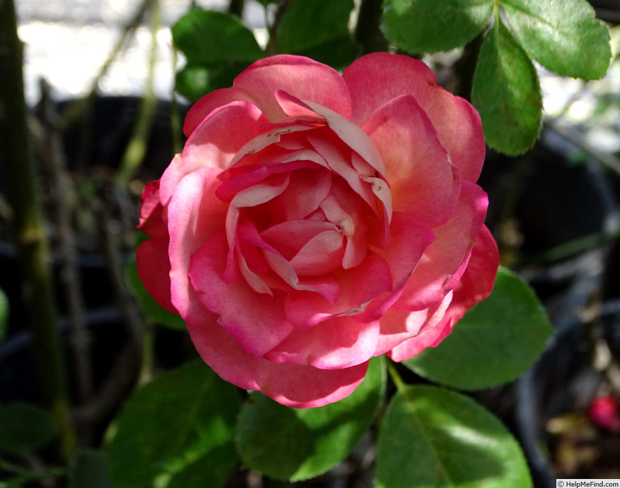 'Acropolis ®' rose photo