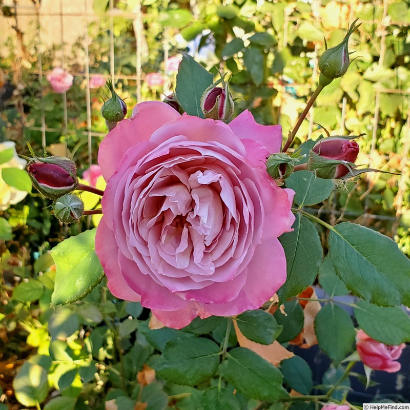 'Pam's Choice' rose photo