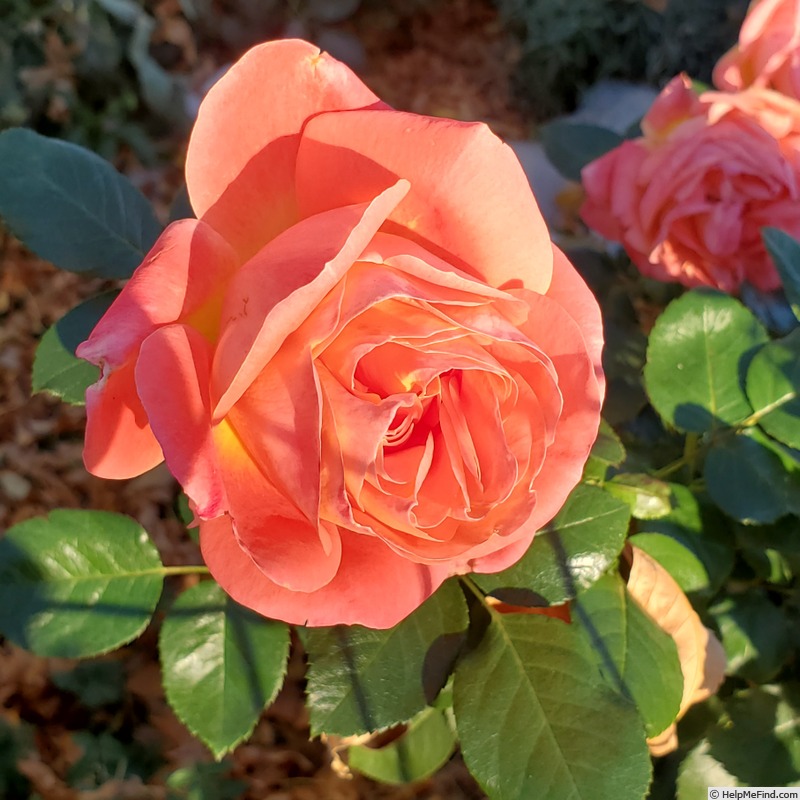 'Burst of Joy ™' rose photo