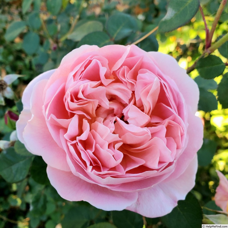 'April Love ™' rose, click to enlarge 'April Love ™' rose photo