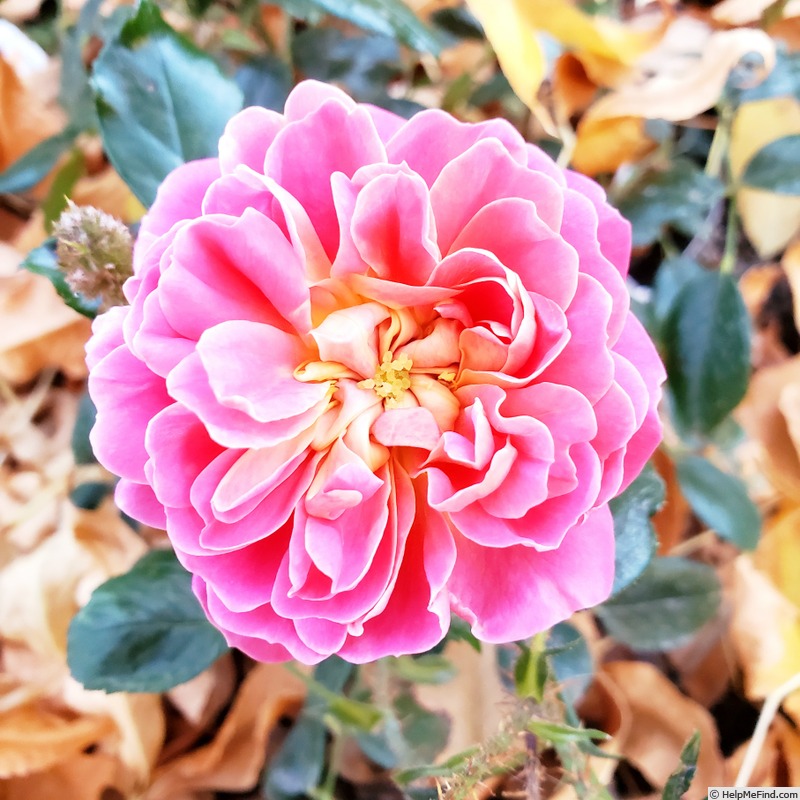 'Treasure Trail' rose, click to enlarge 'Treasure Trail' rose photo