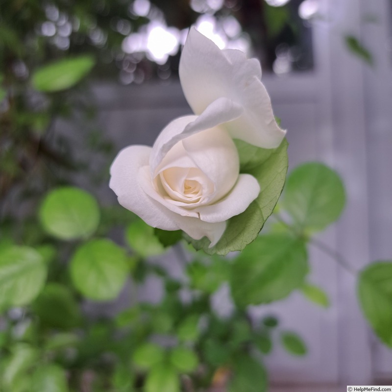 'Marina Picasso ®' rose, click to enlarge 'Marina Picasso ®' rose photo