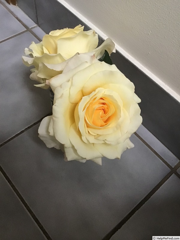 'Sunny Sky ™ (hybrid tea, Kordes, 1997)' rose, click to enlarge 'Sunny Sky ™ (hybrid tea, Kordes, 1997)' rose photo