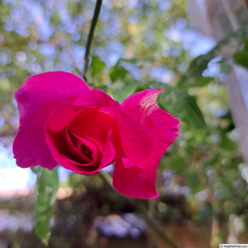 'Young Lycidas' rose photo