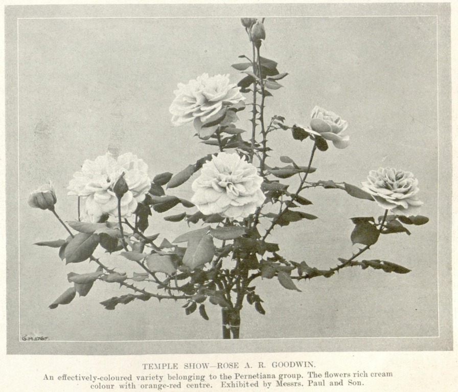 'A. R. Goodwin' rose photo