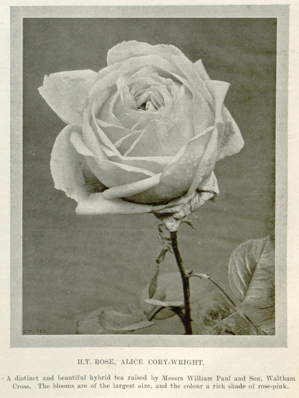 'Alice Cory-Wright' rose photo