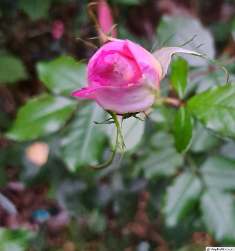 'Renée van Wegberg ™' rose, click to enlarge 'Renée van Wegberg ™' rose photo