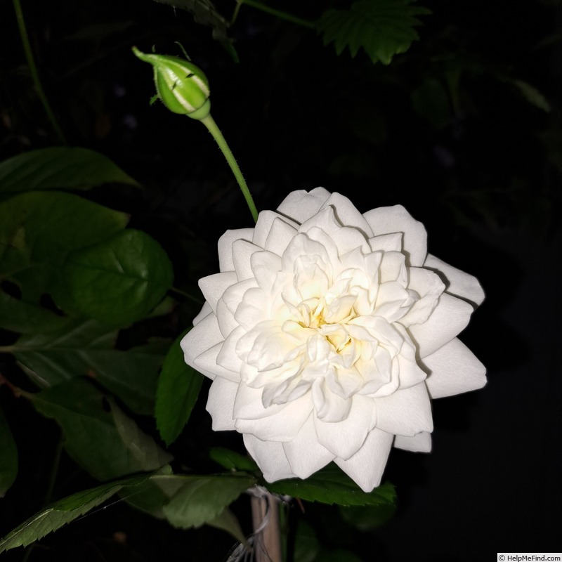 'Marina Picasso ®' rose photo