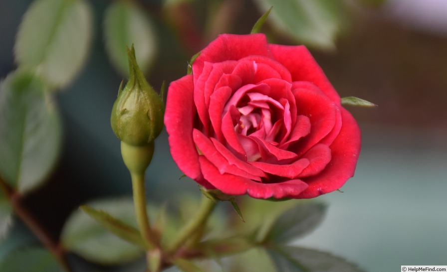 'Jamie Alexander' rose photo