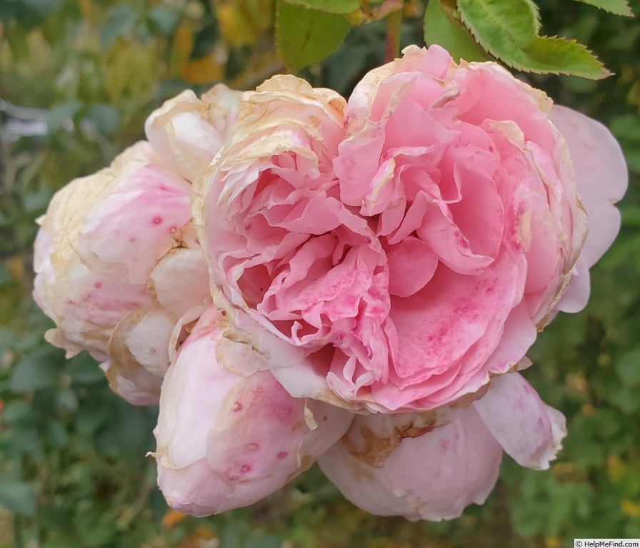 'Reminiscent Pink ™' rose photo