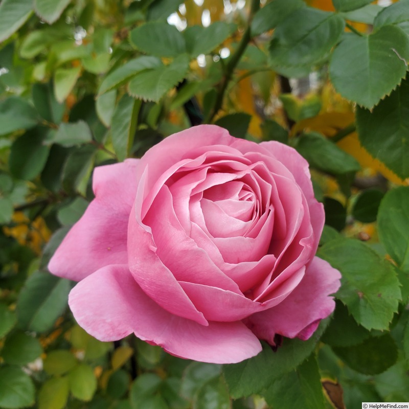 'Cathedral Bells' rose, click to enlarge 'Cathedral Bells' rose photo