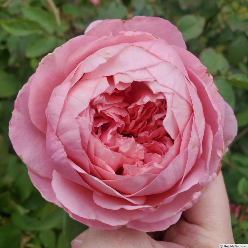 'Prairieville Prince' rose, click to enlarge 'Prairieville Prince' rose photo