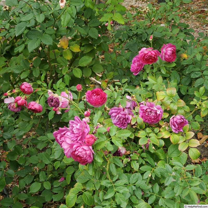 'Sultry Night ™' rose photo