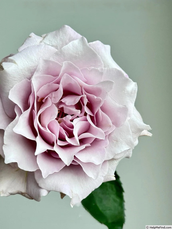 'C'est Mignon!' rose, click to enlarge 'C'est Mignon!' rose photo