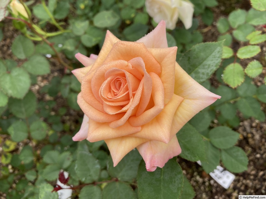 'STEN164xSBHT162 21-1' rose, click to enlarge 'STEN164xSBHT162 21-1' rose photo