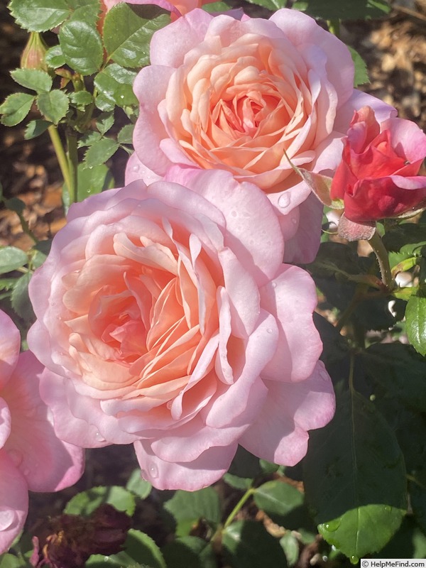 'Sweet Love' rose photo