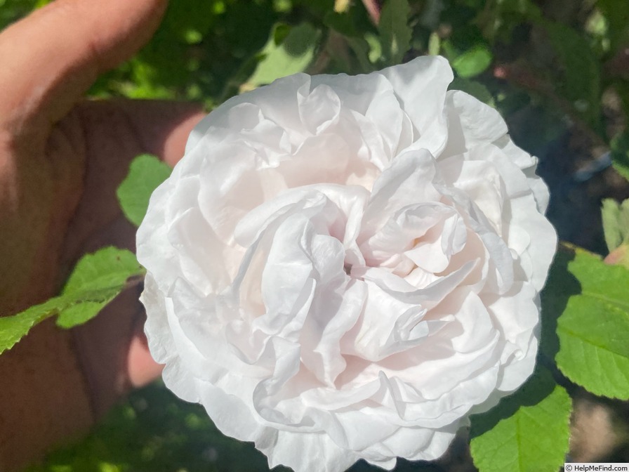 'Blush rugosa' rose photo