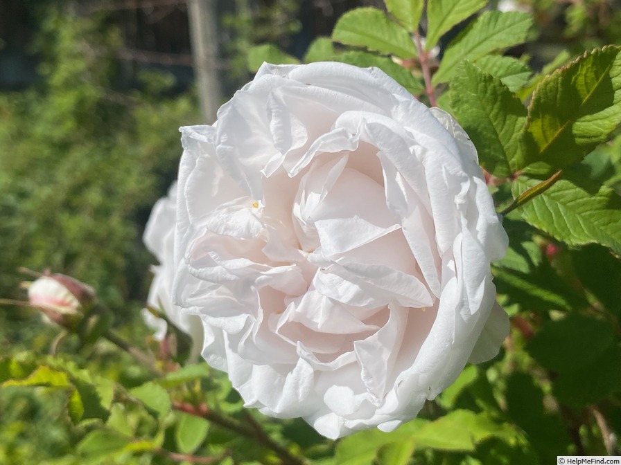 'Blush rugosa' rose photo