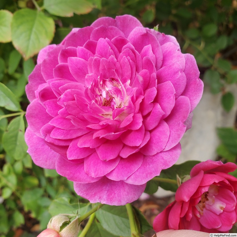 'Sultry Night ™' rose photo
