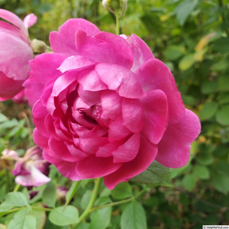 'Sultry Night ™' rose, click to enlarge 'Sultry Night ™' rose photo