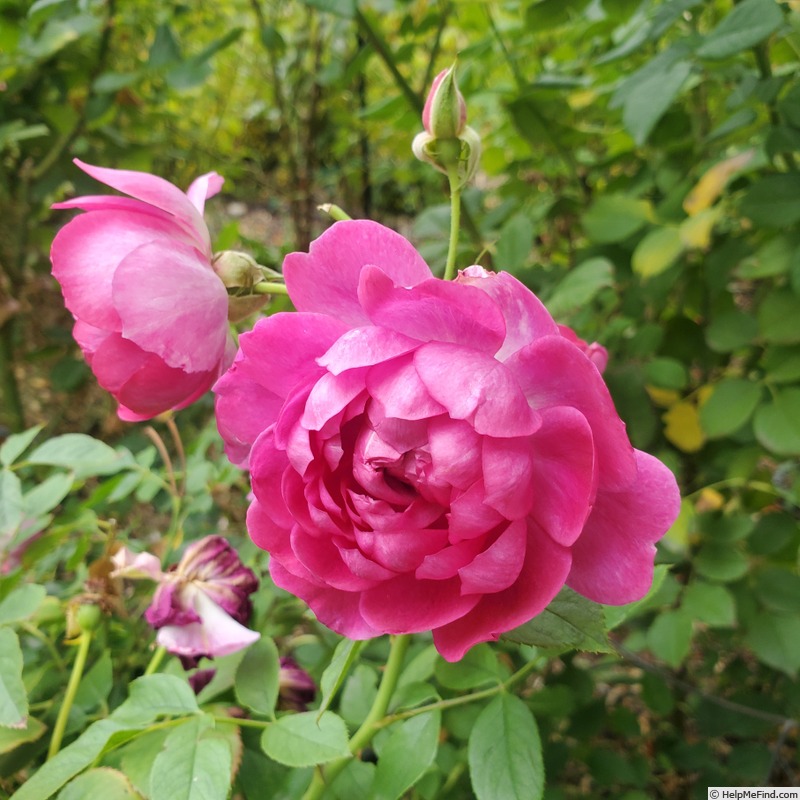 'Sultry Night ™' rose, click to enlarge 'Sultry Night ™' rose photo